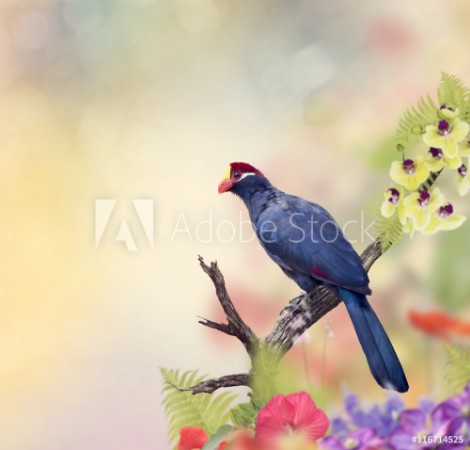 Image de Rosss Turaco perching